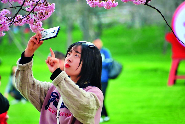 用手机拍下樱花美景的姑娘.jpg