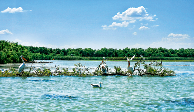 2、多瑙河是水鸟的天堂.jpg