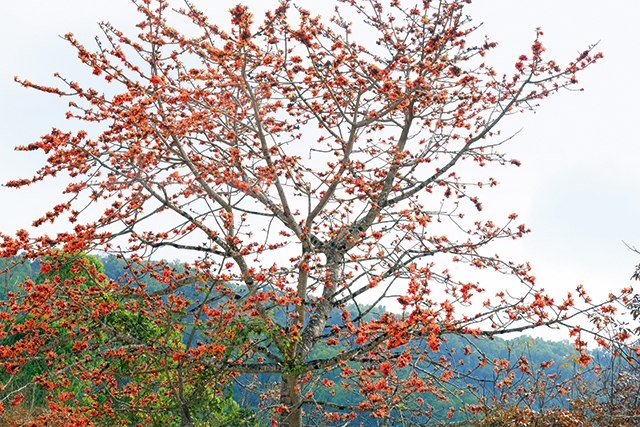 五指山水满乡木棉花.jpg